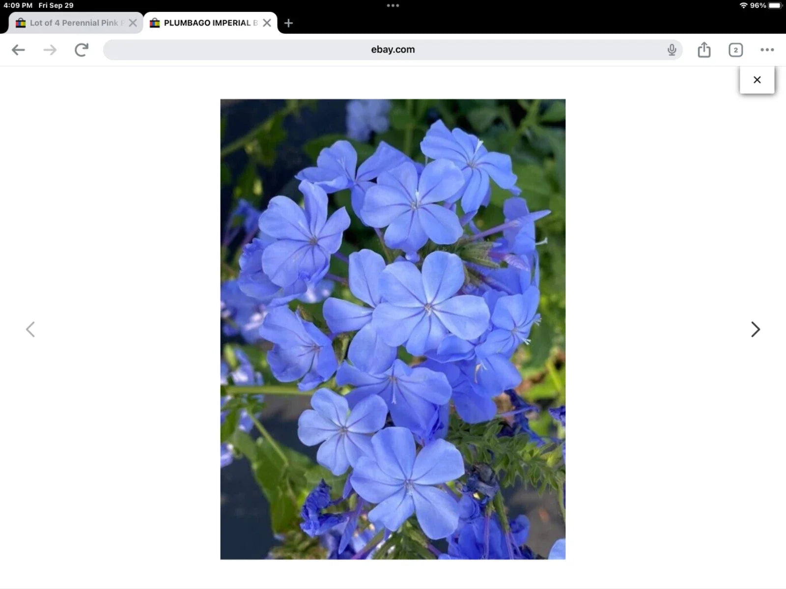 Plumbago Seeds Packet 50 Imperial Blue Plumbago auriculata Flower Seeds for Garden, Border, Container