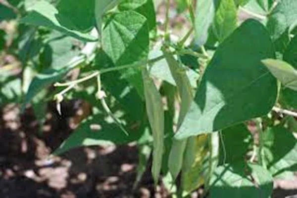 Black Turtle Pole Bean Seeds – Heirloom Phaseolus vulgaris, Climbing Black Bean, 100+ Seeds for Vertical Gardening
