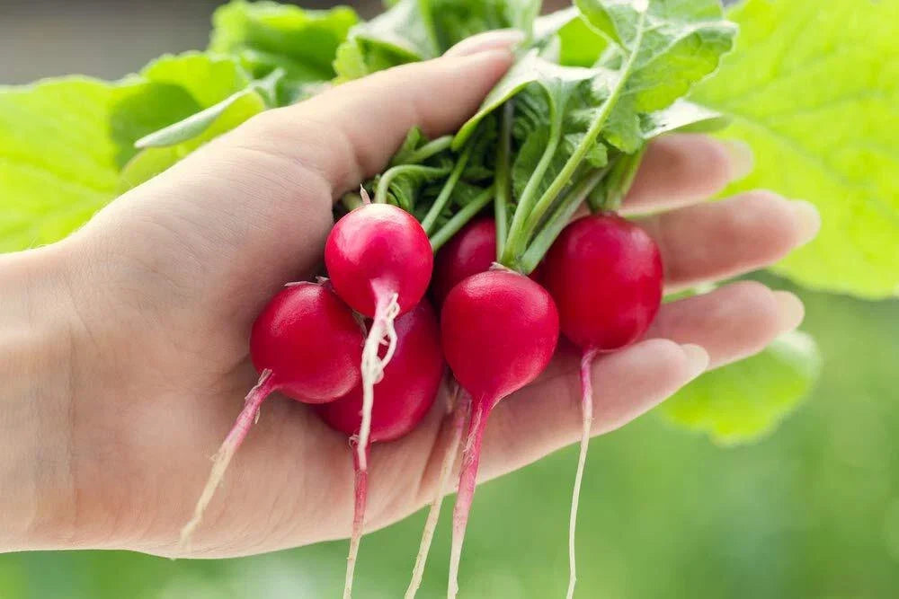 Cherry Belle Radish Seeds - 250+ Seeds | Fast Growing Raphanus sativus for Home Gardens