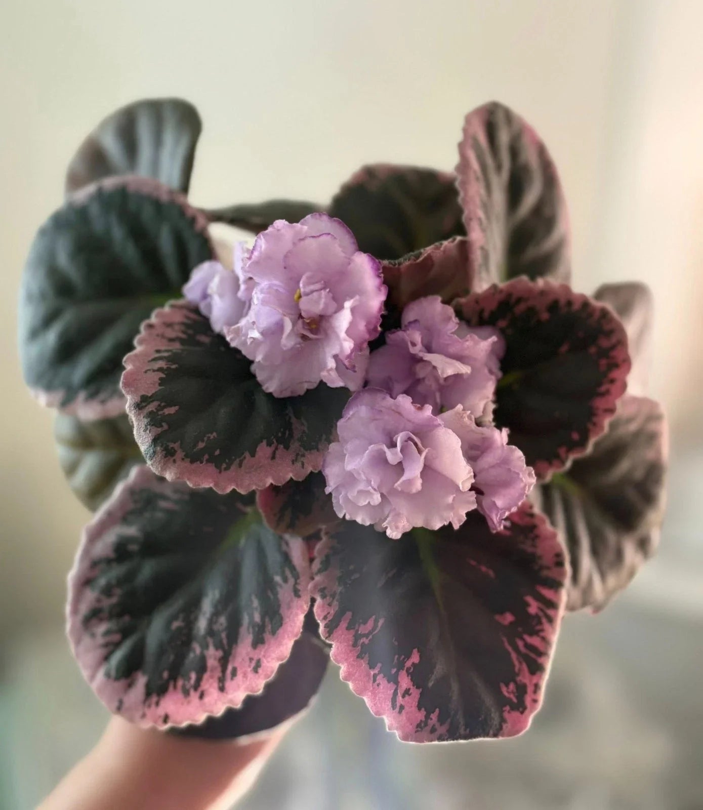 African Violet Cuttings - 2 Unrooted Purple Waters Leaves - Saintpaulia ionantha Propagation Plant