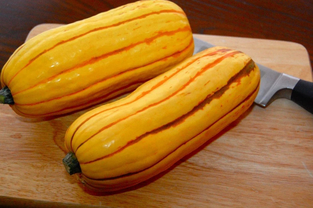 Delicata Winter Squash Seeds – Heirloom Cucurbita pepo, Non-GMO, Organic, Vining, Fall Harvest, Gardening, Culinary, 20 Pack