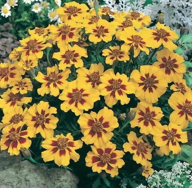 French Marigold Seeds Dwarf Naughty Marietta 200 Seeds Tagetes patula Easy to Grow