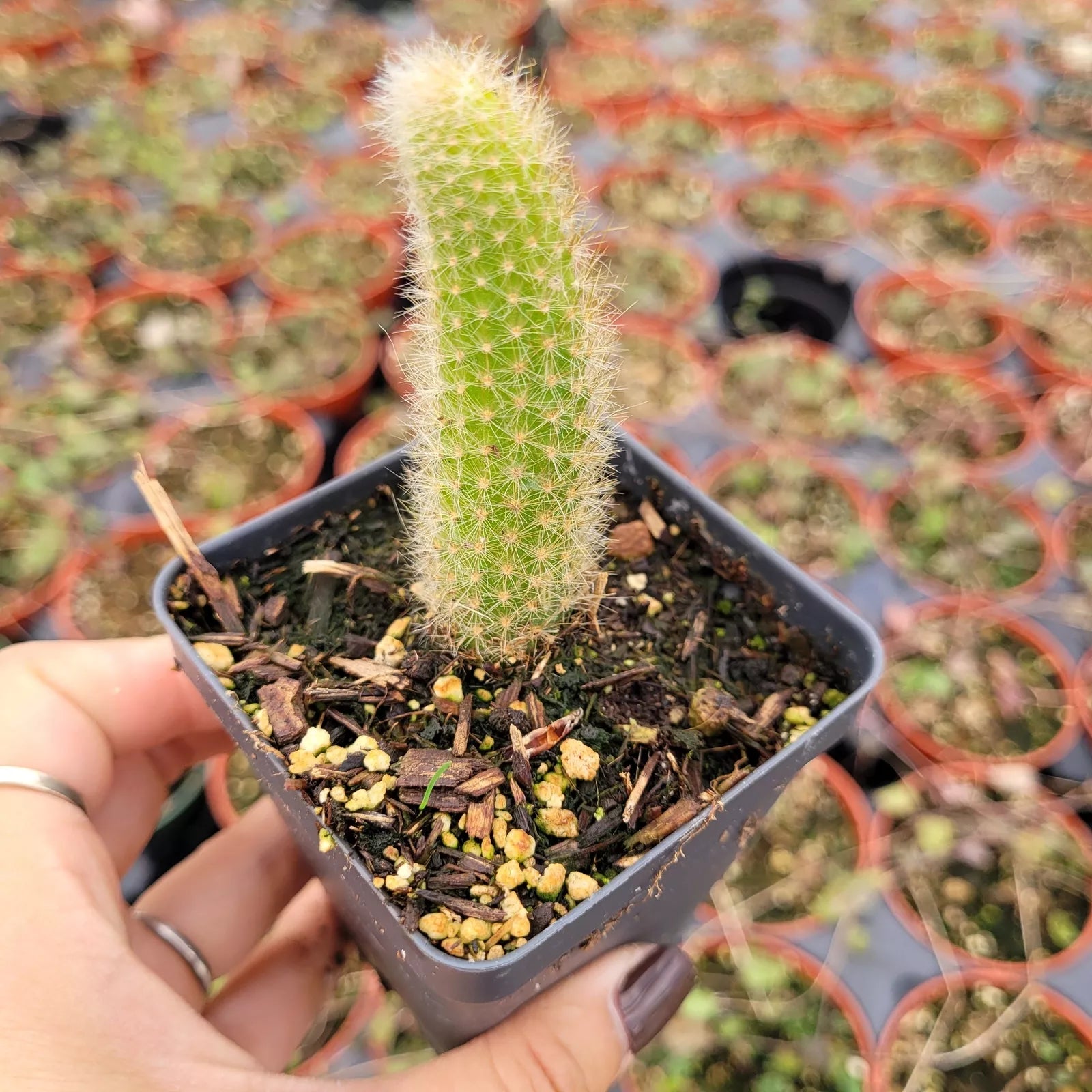Monkey Tail Cactus Plant 4 Inch Hildewintera colademononis Succulent with Textured Green Foliage