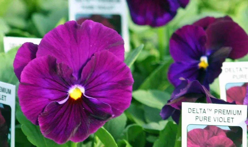 Pansy Seeds - 50 Delta Premium Pure Violet Viola tricolor for Garden, Container, Landscape, Pollinator-Friendly