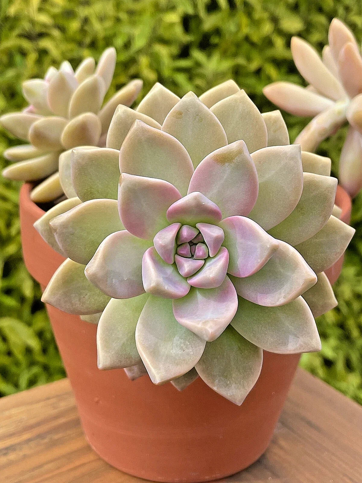 Rare Graptosedum Ghosty Succulent Unrooted Cutting - 3-Inch Live Plant, Unique Ghostly Color, Easy Care, Propagation, Indoor Outdoor
