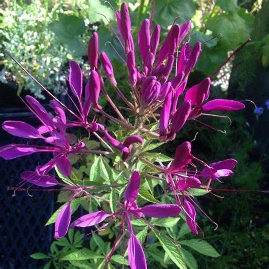 Bright Purple Spider Seeds - 100 Pack - Clome Spinosa Perennial for Borders & Garden Beds - Easy to Grow Flower Seeds