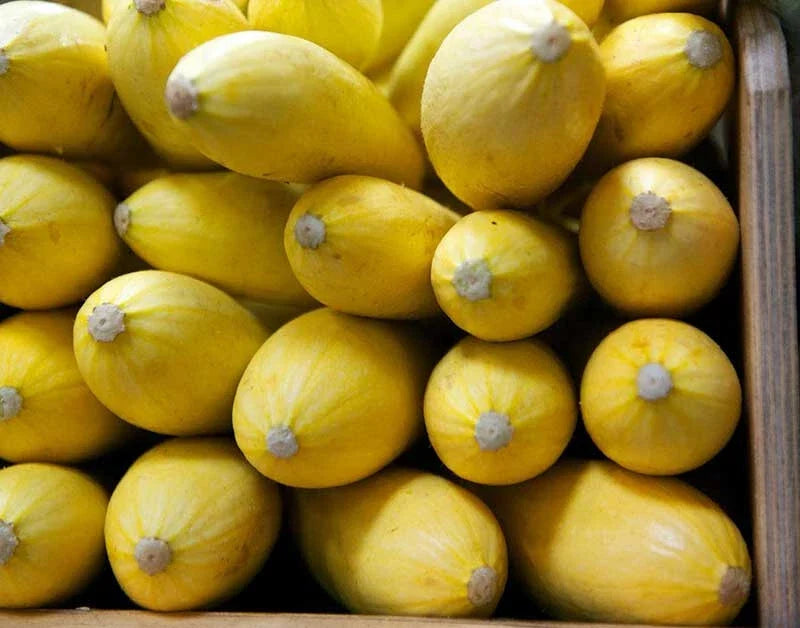 Yellow Squash Seeds - 25+ Pack Cucurbita pepo Garden Planting Non-GMO, Full Sun, Bush Growth