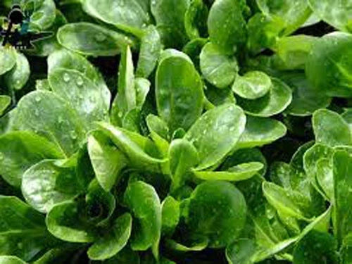 Dutch Corn Salad Seeds - 500+ Count, Lamb’s Lettuce, Valerianella locusta, Heirloom, Non-GMO, Edible Greens for Salad & Garnish
