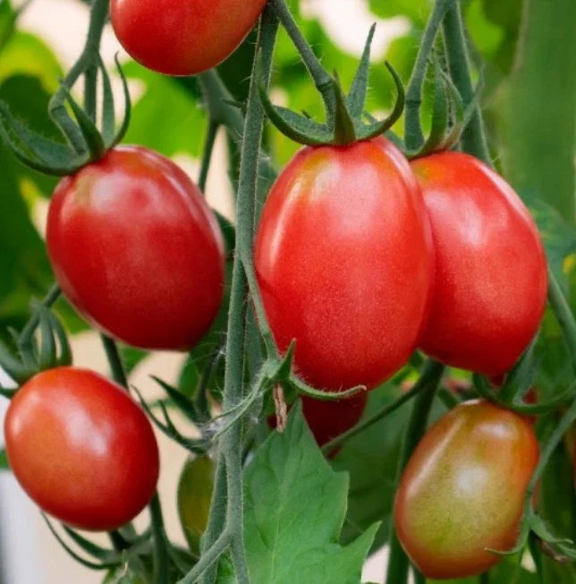 Siberian Dwarf Tomato Seeds - Heirloom, Non-GMO, Cool Weather, Compact Growth, Solanum lycopersicum, 50 Seeds