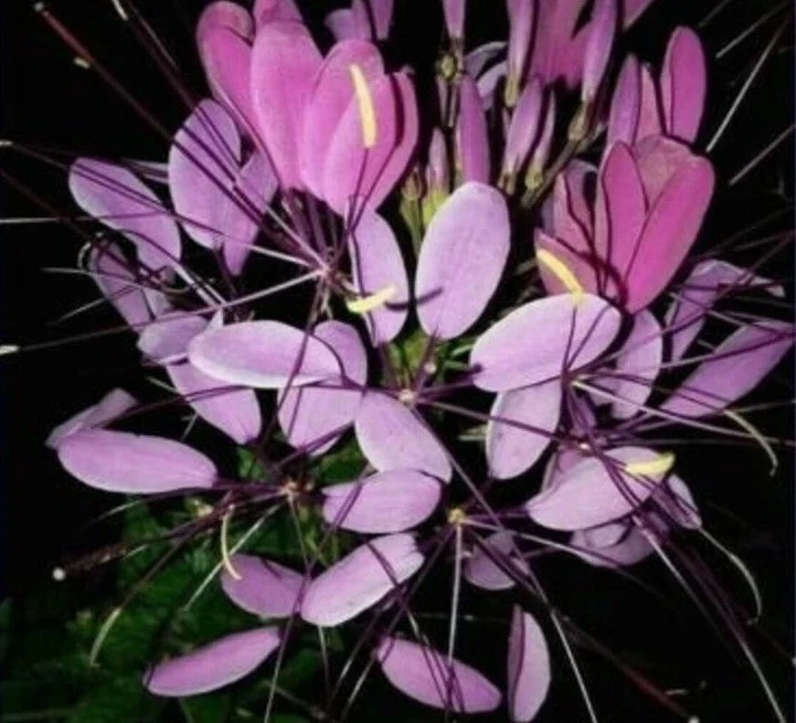 Purple Queen Spider Plant Seeds - Clome Spinosa Perennial, Bees & Butterfly Attractant, 100 Seeds, Easy to Grow Garden Seeds