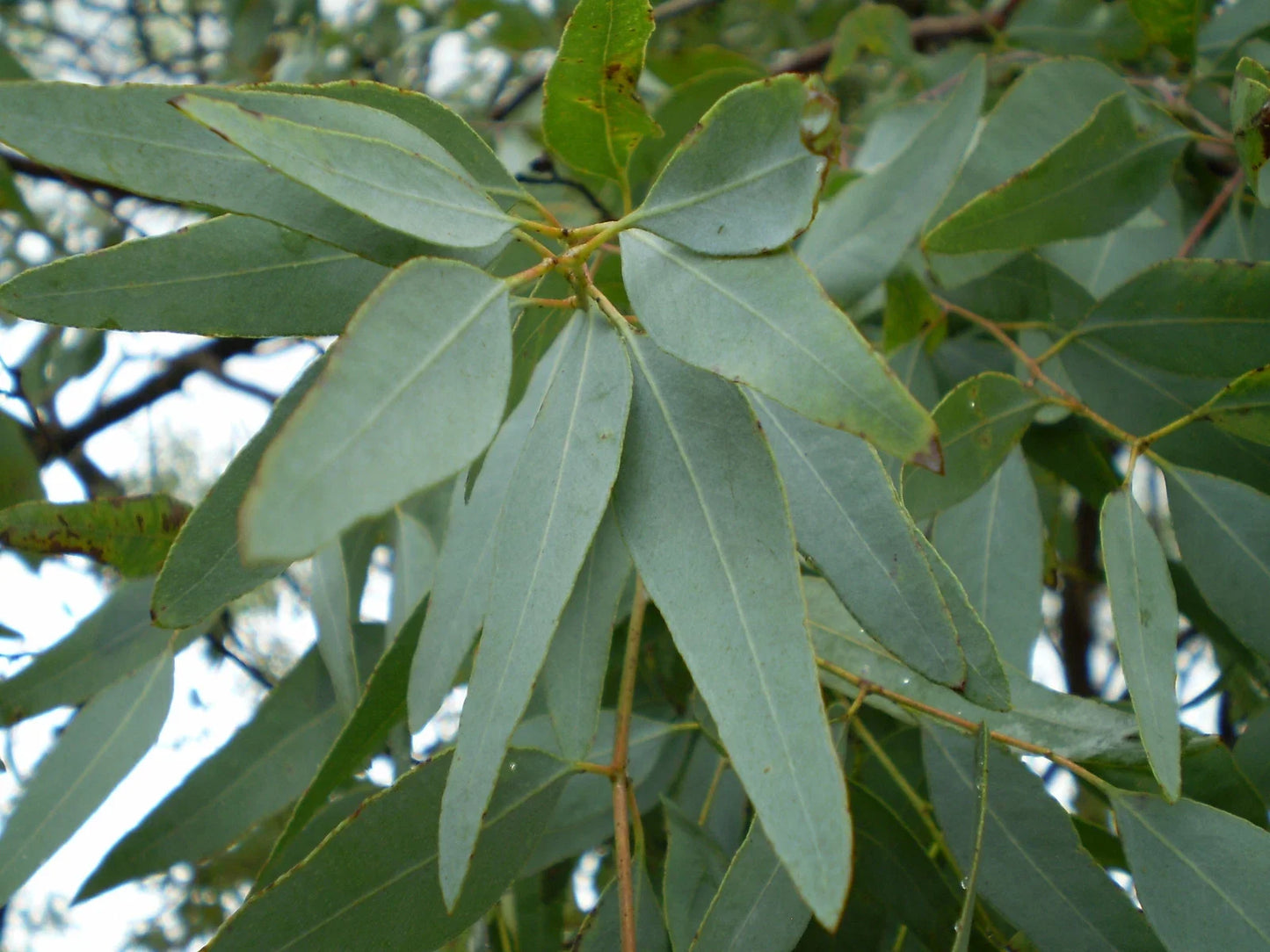 Lemon Eucalyptus Tree Seeds – 7 Seeds Pack – Aromatic & Medicinal – Corymbia citriodora