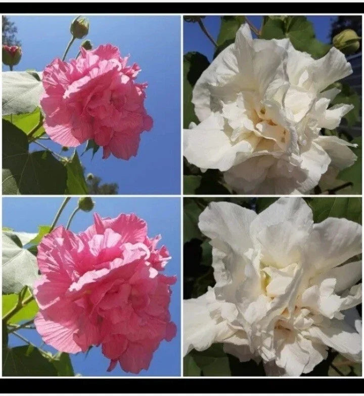 Cotton Rose Seeds 50+ Count Hibiscus mutabilis Color Changing Pink Flowers for Garden, Border, Container