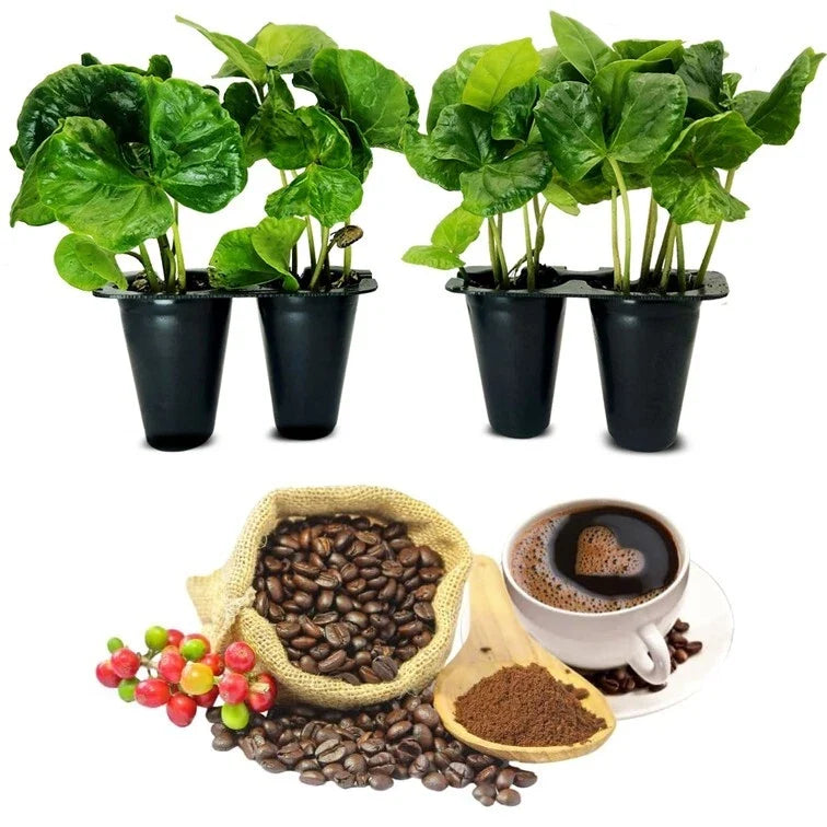 Coffee Plant 4 Pack – Arabica Live Plants for Indoor & Outdoor Growing – Coffea arabica