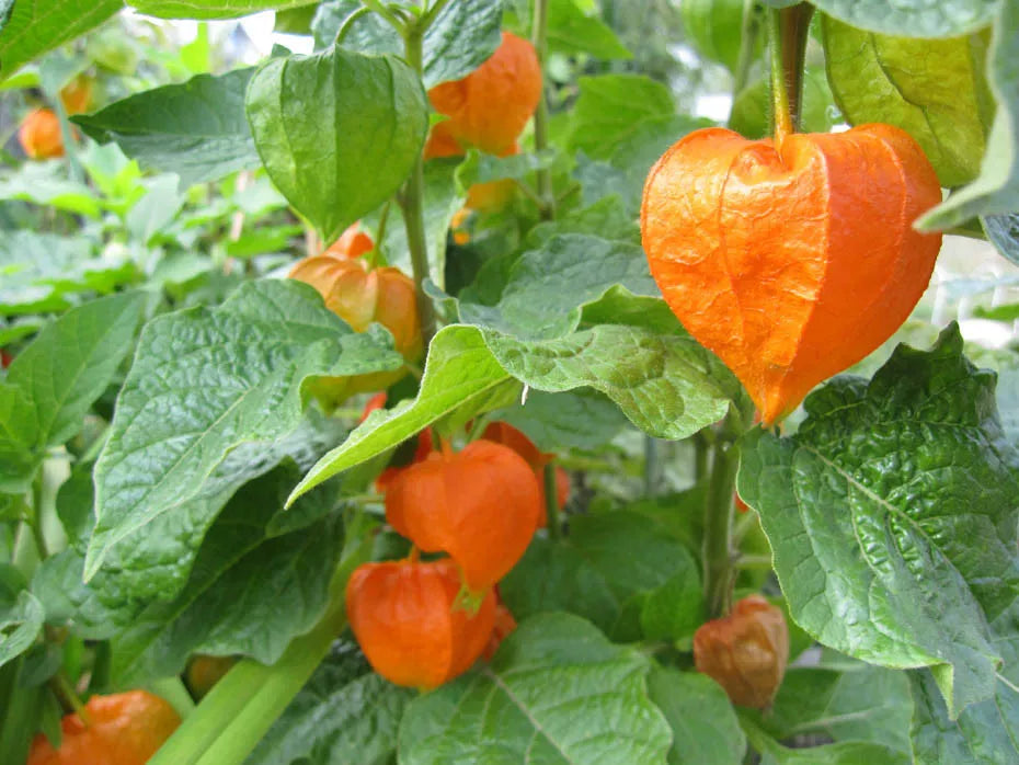 60 Seeds Chinese Lantern Plant Physalis alkekengi Red Orange Flower Pods GroCo