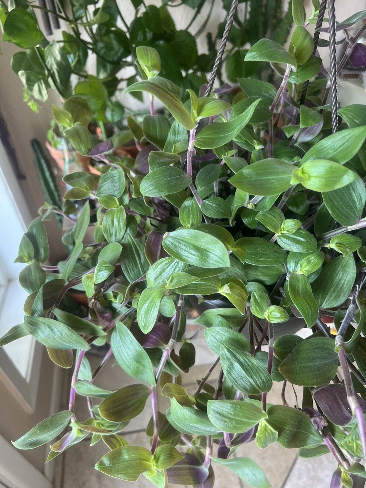Tradescantia subaspera Baby Bunny Bellies Fuzzy Purple Unrooted Cuttings - Easy Care Indoor Plant