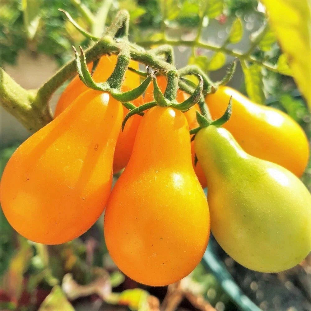 Yellow Pear Tomato Seeds, Teardrop Grape Cherry Tomato, Solanum lycopersicum, Heirloom, Early Maturing, Non-GMO, 2025 Harvest