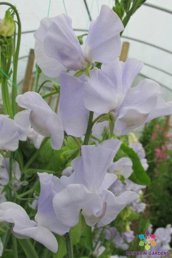 Sweet Pea Seeds - 50+ Solstice Light Blue - Lathyrus odoratus - Non-GMO Garden Seeds for Climbing Vines, Flowers, Pollinator Attractant