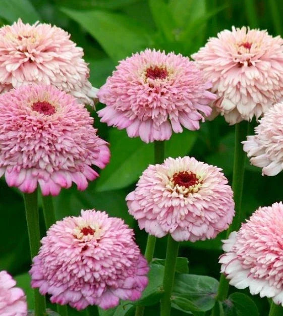 Zinderella Lilac Zinnia Seeds - 100+ Pack, Zinnia elegans, Vibrant Lilac Flowers for Garden Beds & Borders
