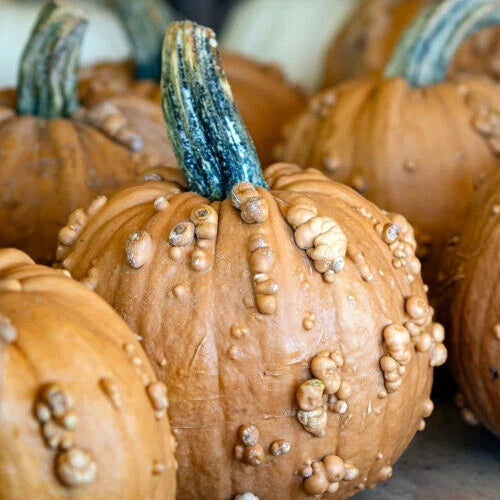 Grizzly Bear Pumpkin Seeds – 25+ Pack for Gardening, Cucurbita maxima, Large Vibrant Pumpkins, USA Grown, Non-GMO, Easy to Grow