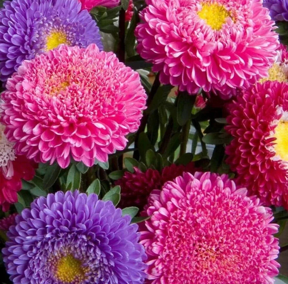 Aster Seeds - Powder Puff China Mix, Colorful Annual Flower for Garden & Cut Arrangements, Aster spp.