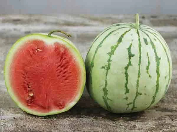 Dixie Queen Watermelon Seeds - Heirloom Citrullus lanatus, Large Juicy Fruit, Full Sun, Non-GMO, Pack of 20 Seeds
