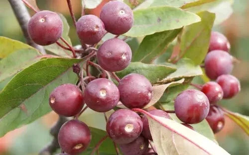 Profusion Crabapple Seeds - 25+ Malus 'Profusion' Ornamental Tree Seeds for Garden Planting