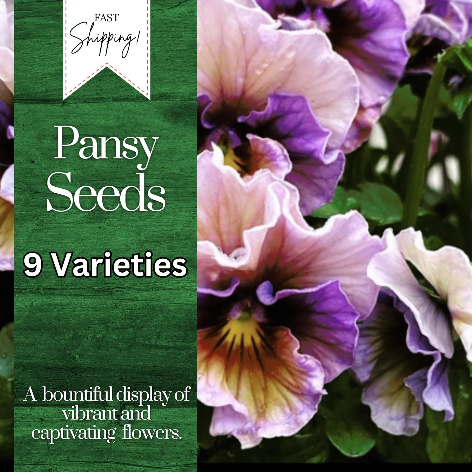 Pansy Seeds - 150+ Viola Tricolor Annual Flower Seeds for Colorful Garden Borders & Containers