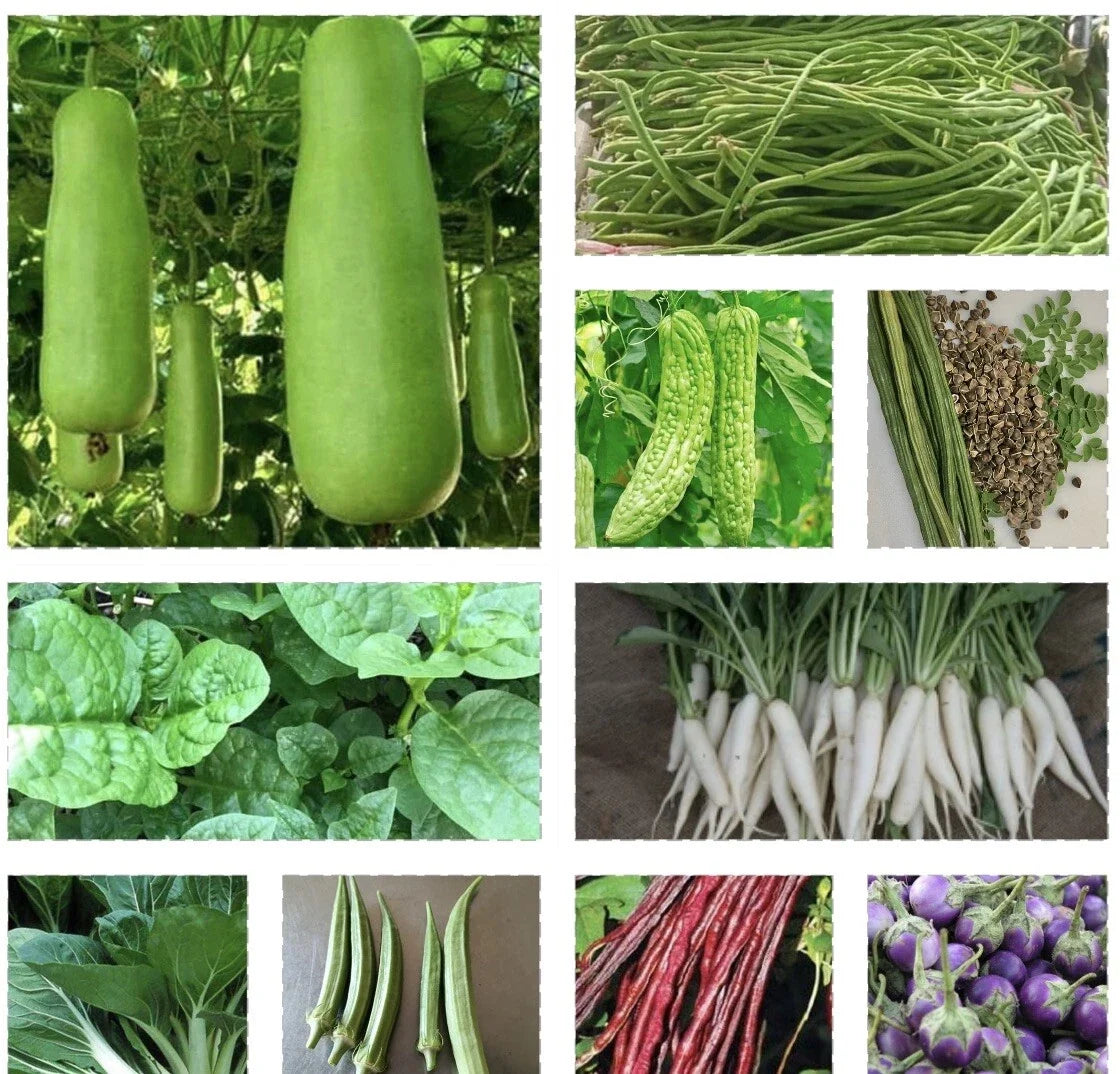 Asian Vegetable Seeds Set – 15 Varieties for Home Gardening, Non-GMO, High Germination, Suitable for Pots & Gardens