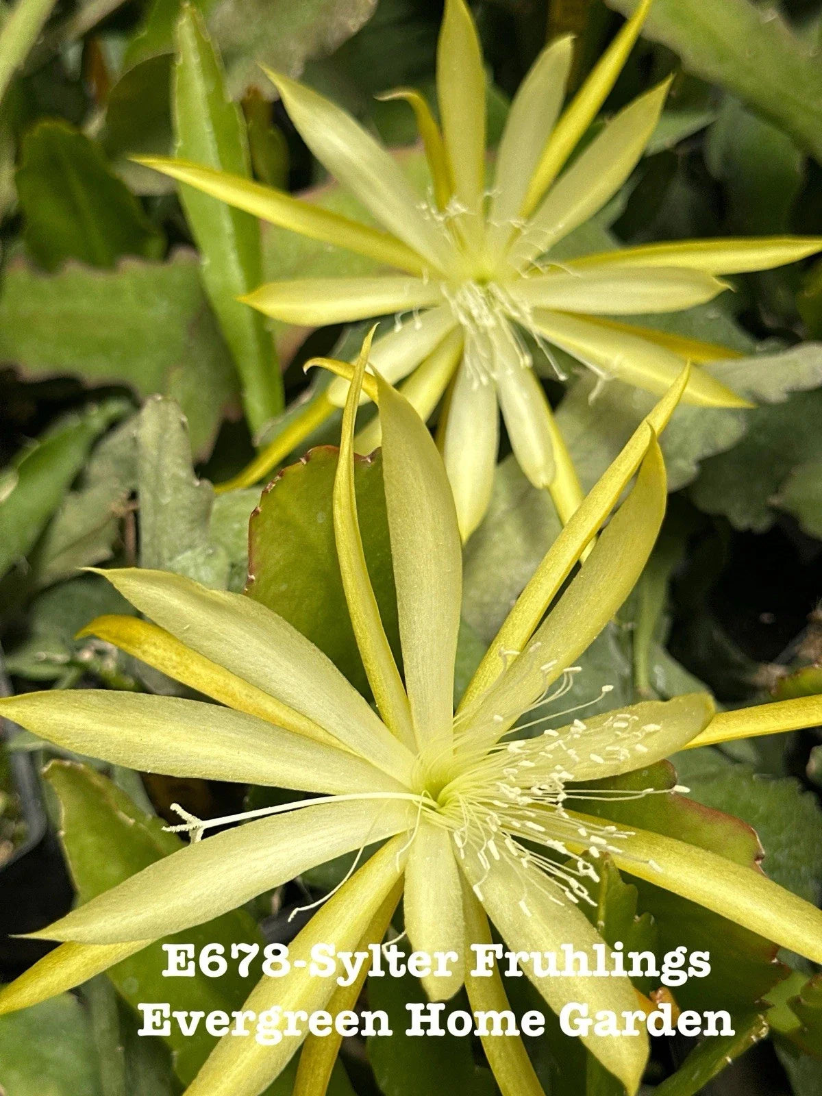 Epiphyllum Orchid Cactus "Sylter Fruhlings" Rooted Plant in 4" Pot | Indoor Houseplant | Trailing Cactus | Epiphyllum spp.