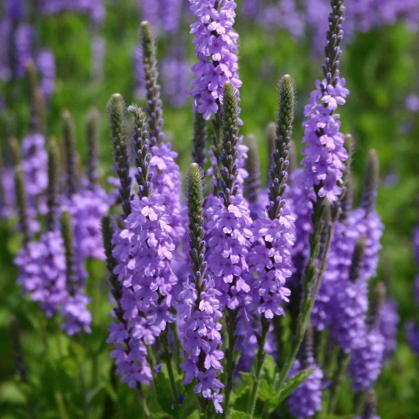 Hoary Vervain Seeds - Violet Blue Flowers, Verbena stricta, Non-GMO Organic, Drought-Tolerant, Free Shipping
