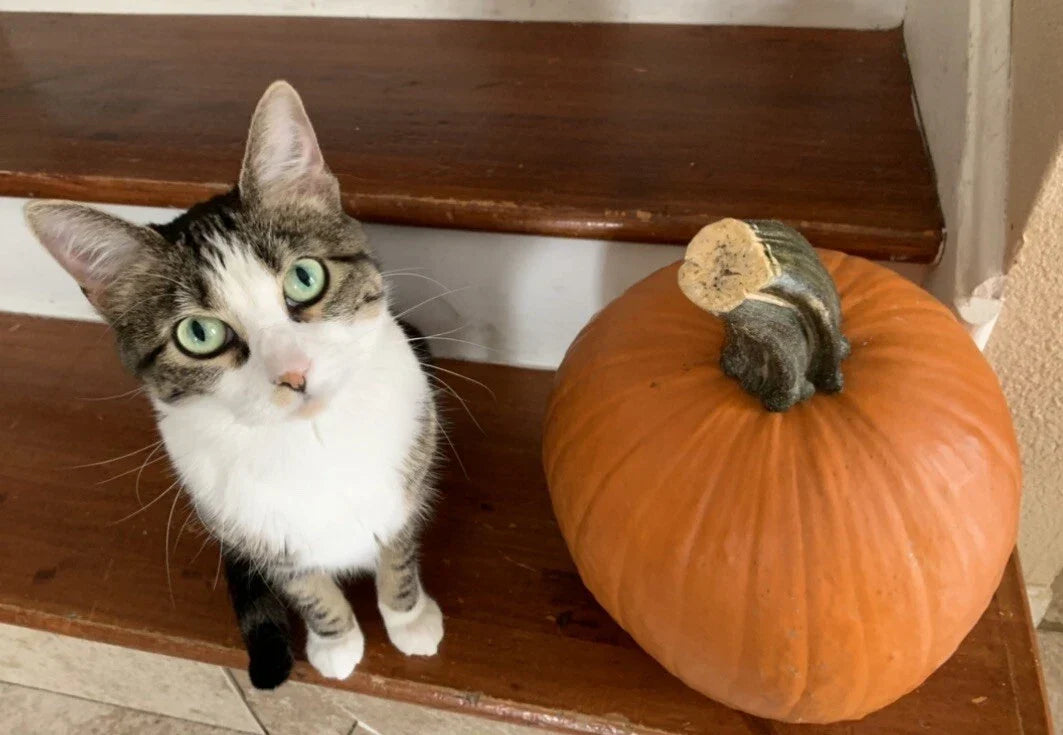 Jack O' Lantern Pumpkin Seeds - 10 Organic Non-GMO Seeds for Carving & Cooking