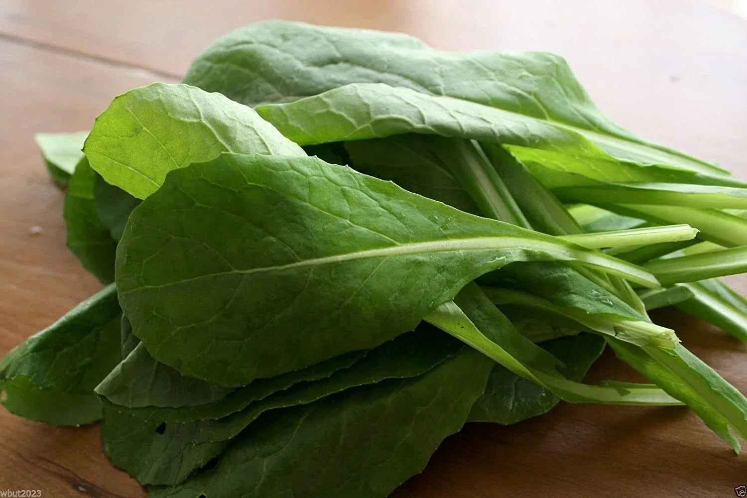 Komatsuna Mustard Seeds - 100+ Seeds Brassica rapa var. perviridis Non-GMO Japanese Greens for Gardening, Leafy Green, Fast-Growing