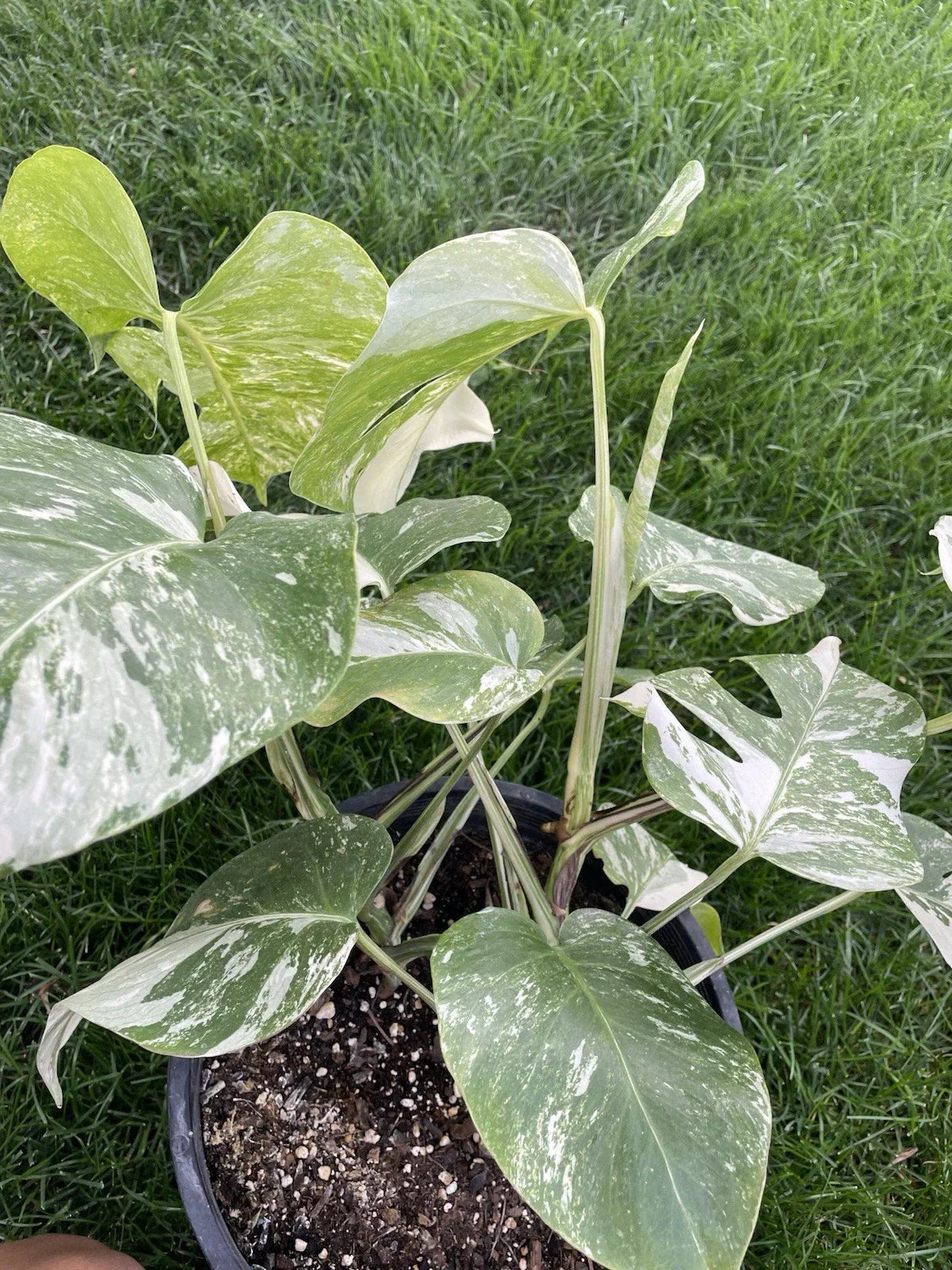 Variegated Monstera Plant - Monstera Deliciosa Variegata in 6-Inch Pot for Indoor Decor