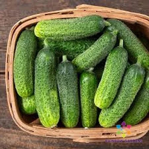 Diamante Cucumber Seeds - 25+ Pack Non-GMO Vegetable Seeds Cucumis sativus for Home Garden, Container Planting, Organic Gardening