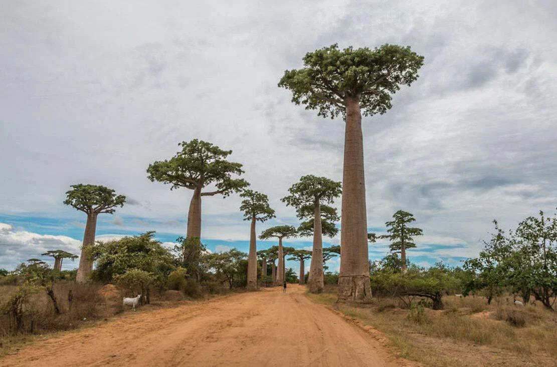 Baobab Tree Seeds Capricata - Rare Tropical Adansonia Digitata for Warm Climates