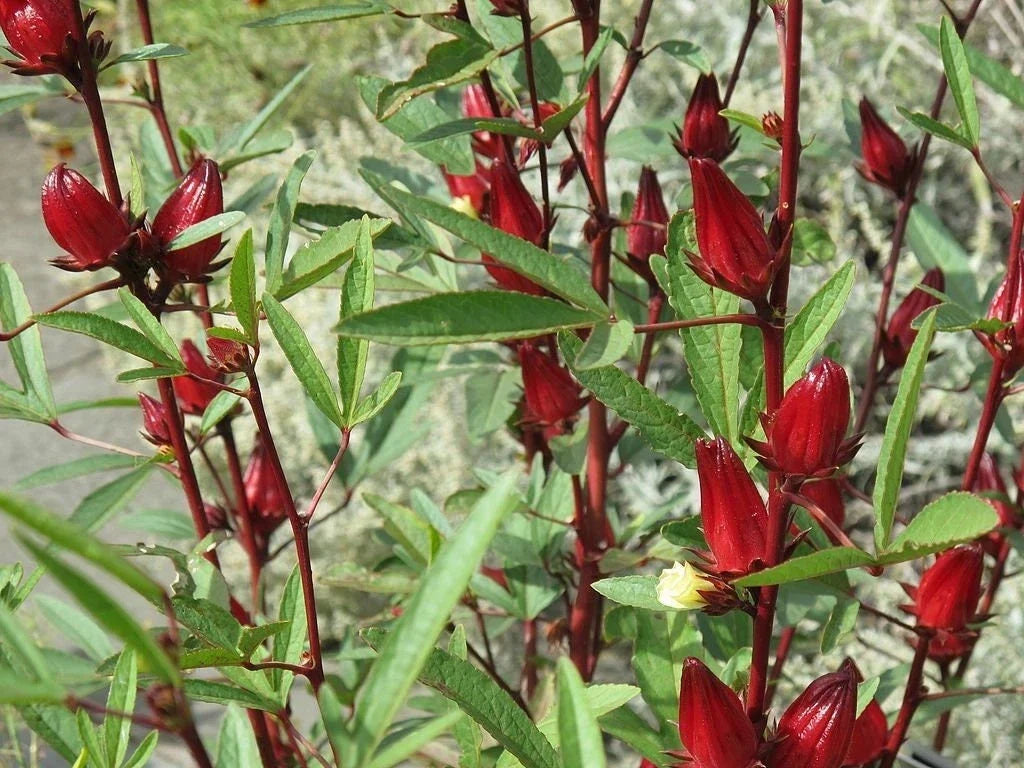 Roselle Seeds - Pack of 50 - Hibiscus sabdariffa - Asian Sour Leaf for Gardening, Culinary, Teas, Bright Red Flowers