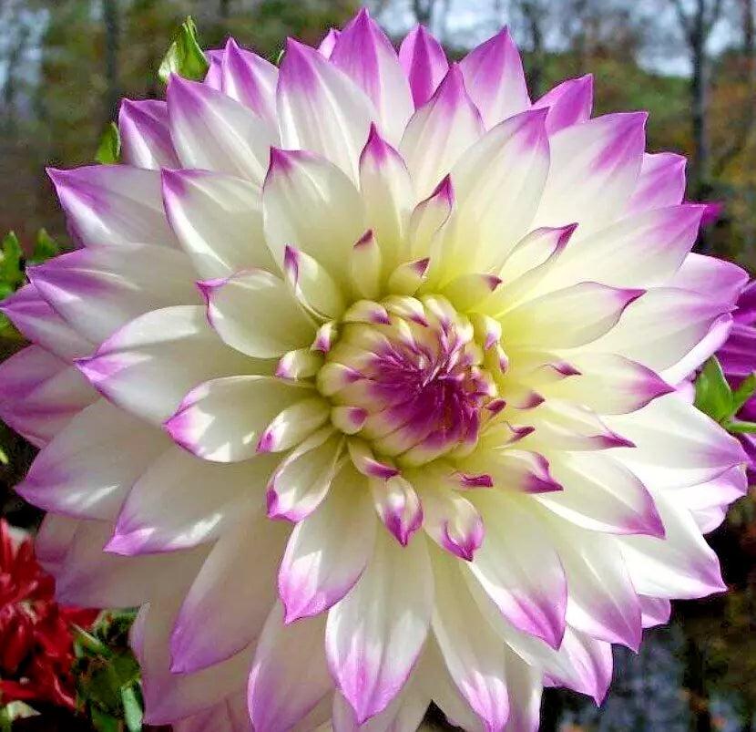 Dahlia Bulb Tuber – Ferncliff's Illusion White Purple Flowers – Large Dinnerplate Blooms – Live Plant for Garden & Landscape