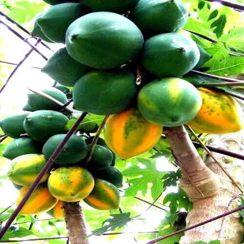 Caribbean Red Lady Papaya Seeds – Pack of 20 Large Fruit Tree Seeds for Indoor & Outdoor Growing – Carica Papaya