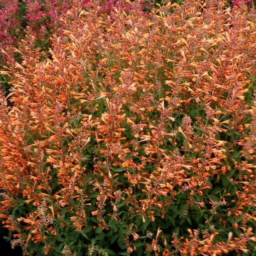 Orange Hyssop Seeds - 100 Perennial Flower Seeds - Agastache aurantiaca - Attract Pollinators, Easy to Grow, Full Sun