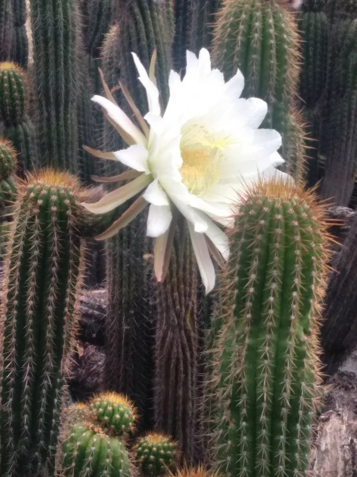 Echinopsis spachiana Golden Torch Cactus Cutting – 20" with Large White Flowers, Succulent, Easy to Grow, Indoor & Outdoor Plant