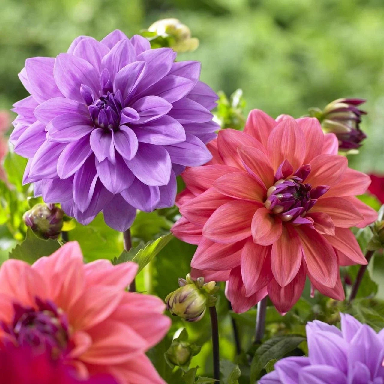Blue Bell Dahlia Seeds - 25 Perennial Flower Seeds for Garden, Landscape & Cut Flowers - Dahlia pinnata