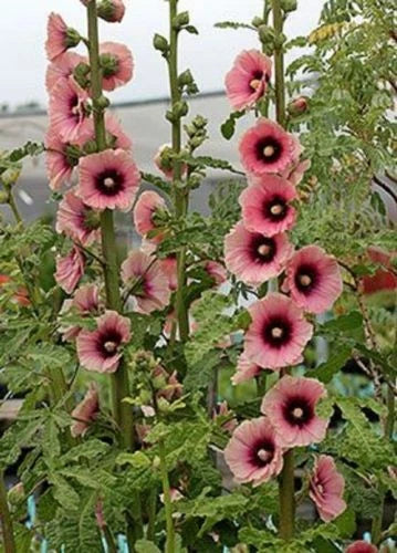 Hollyhock Seeds - 25 Light Dark Pink Perennial Flower Seeds - Alcea rosea for Borders & Gardens
