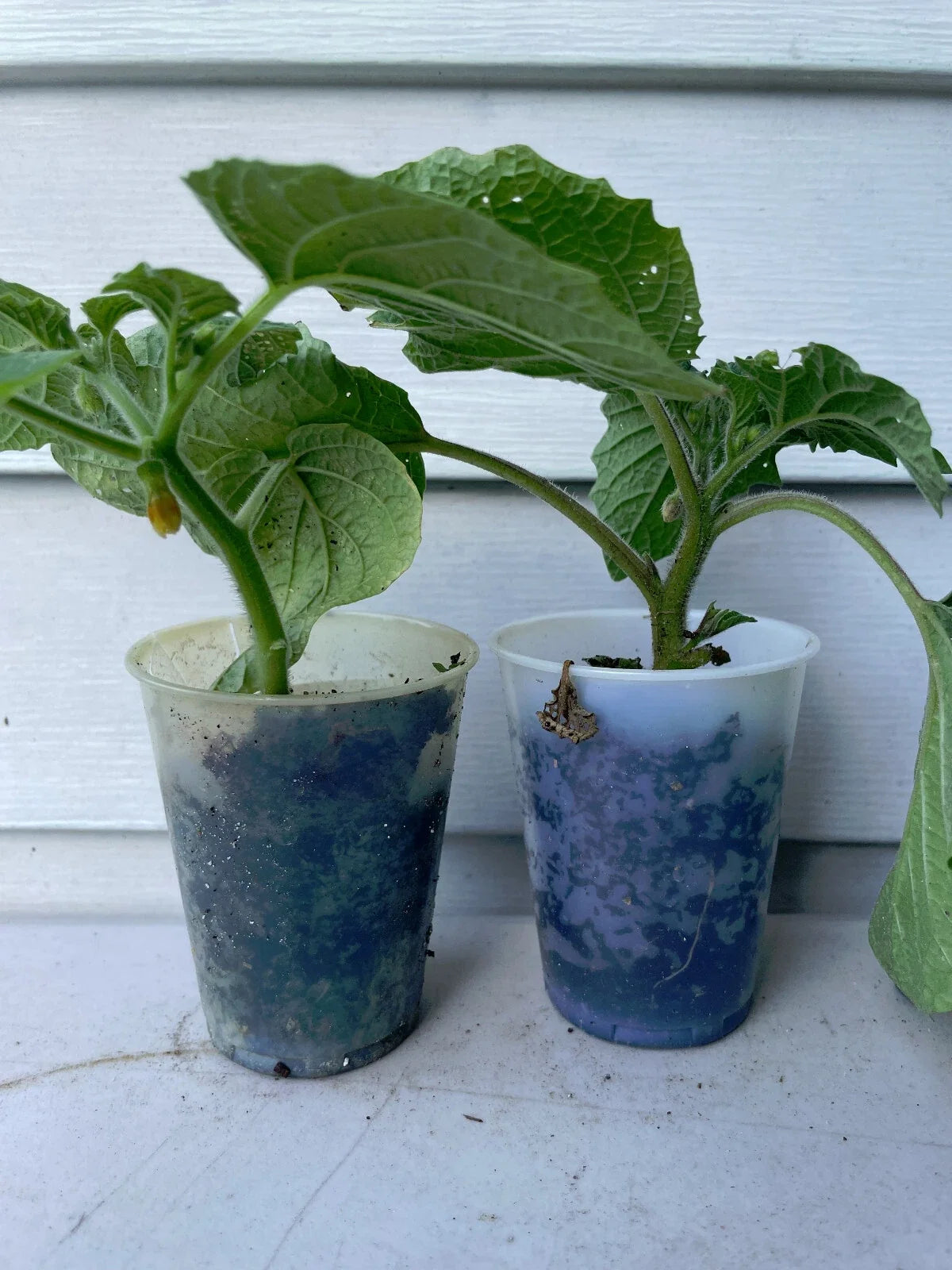 Live Plant Set of 3 – Goldie, Aunt Molly's, Chinese Ground Cherry – Edible Physalis spp. for Garden & Containers