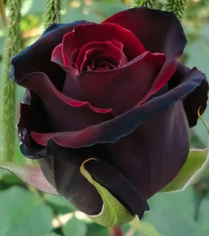 Red Black Rose Seeds – Perennial Flowering Seeds for Garden, Rosa spp., Deep Red & Black Blooms, Bushy Shrub, Pack of 10