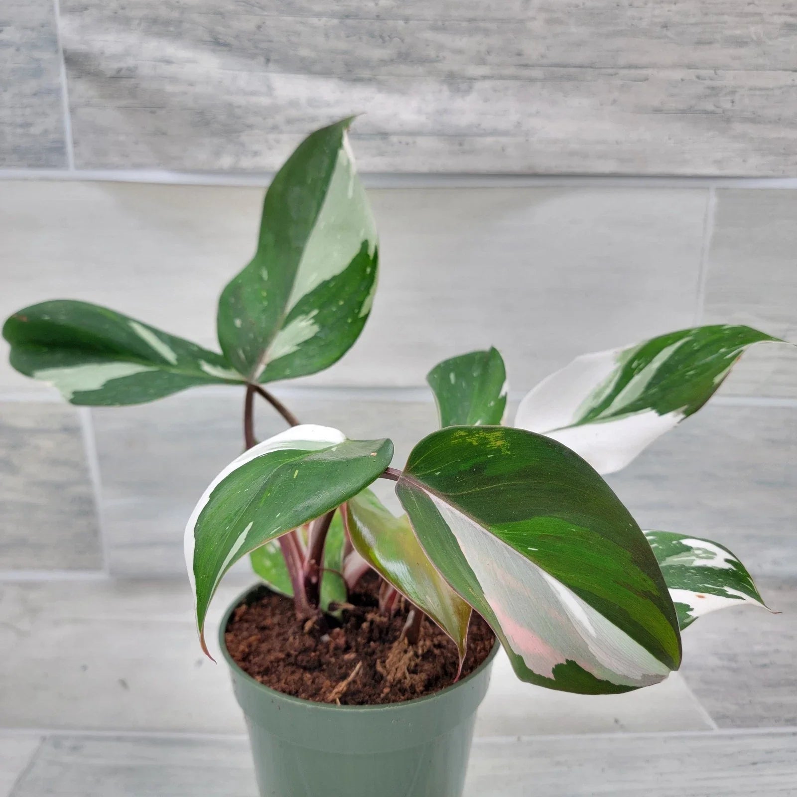 Philodendron White Knight Plant 4-Inch Pot | Rare Variegated Aroid | Rooted Indoor Houseplant | Green and White Foliage