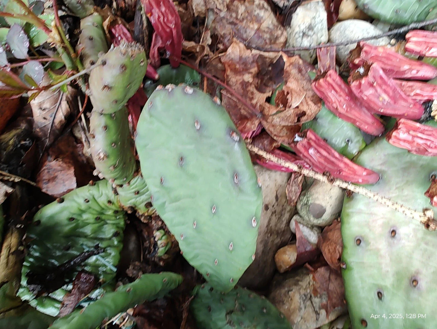 Creeping Sedum and Cactus Cuttings Lot – 30 Mixed Sedum & 4 Live Cactus Perennials for Gardens & Succulents