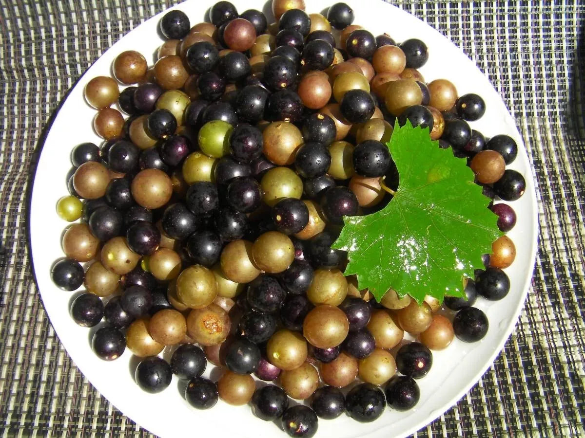 Organic Muscadine Grape Cuttings 10 Black Noble & 10 Bronze Carlos Vitis rotundifolia Climbing Vine