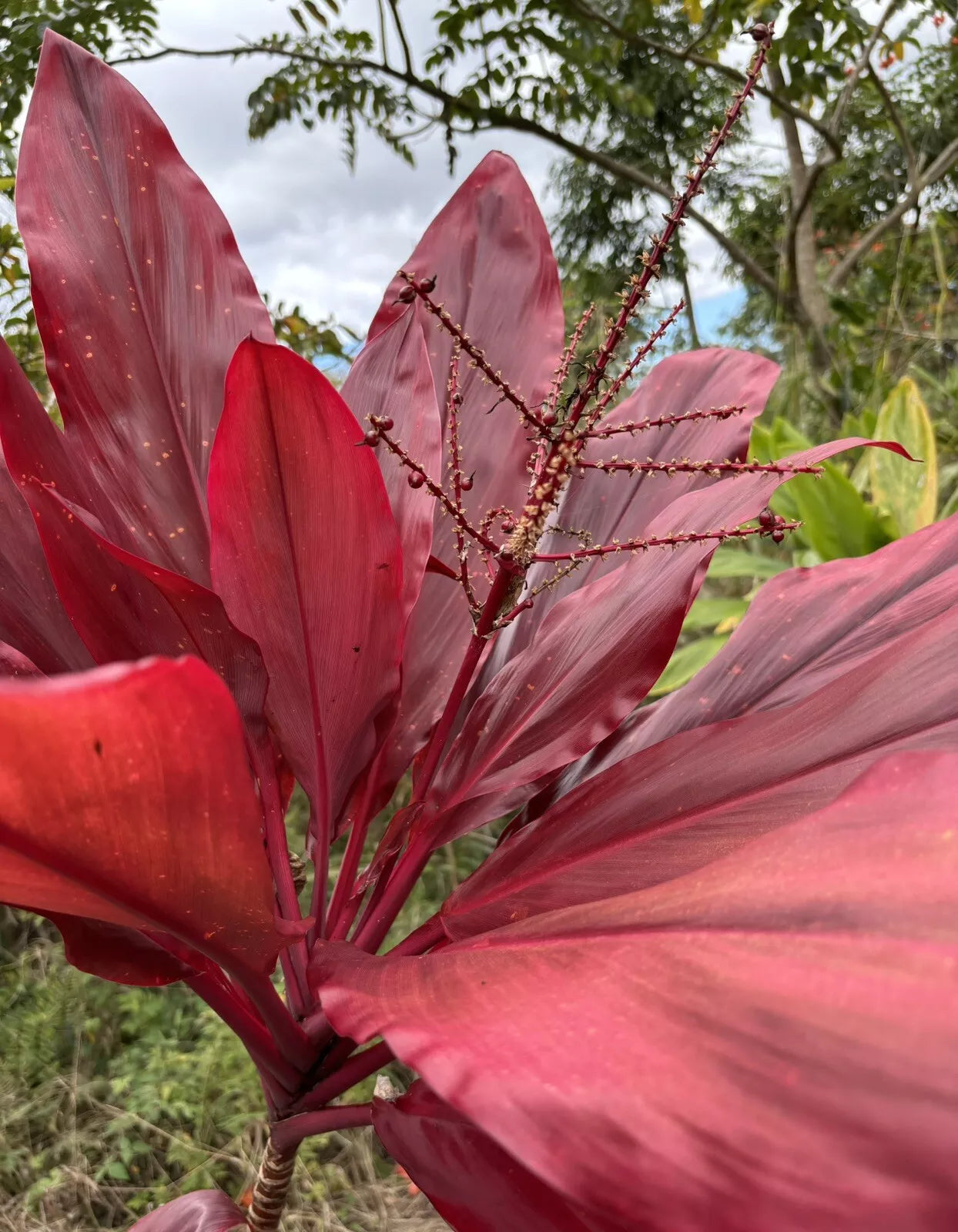Hawaiian Ti Leaf Cuttings 6-inch Red Variety, Cordyline fruticosa, Tropical Plant Starter Logs Set of 3