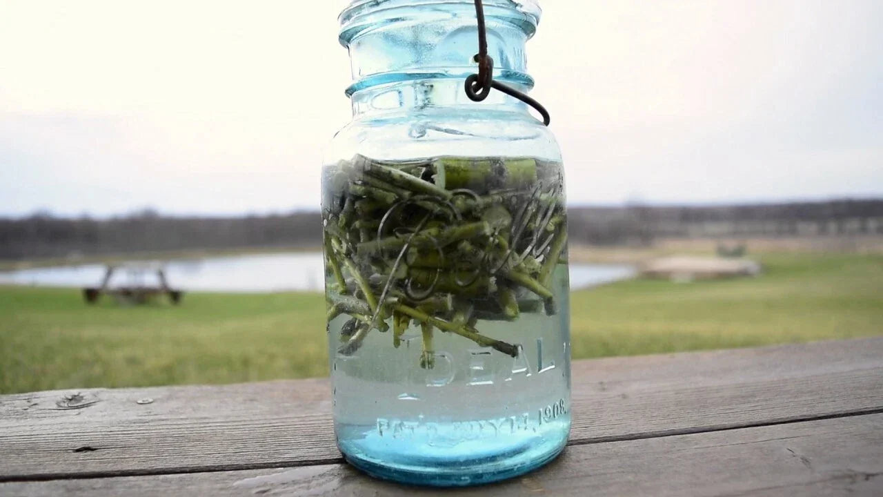 Willow Water Rooting Hormone - Natural Plant Propagation Solution with 25+ Thin Cuts - Salix spp.