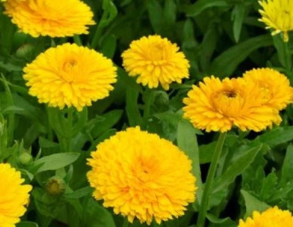 Calendula Seeds - Golden Emperor - 50 Fresh Calendula officinalis Flower Seeds for Bright Orange Blooms